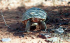 Picture of a desert tortoise